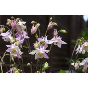 Zvonček (Campanula) ´LODDON ANNA´ - kont. C1L